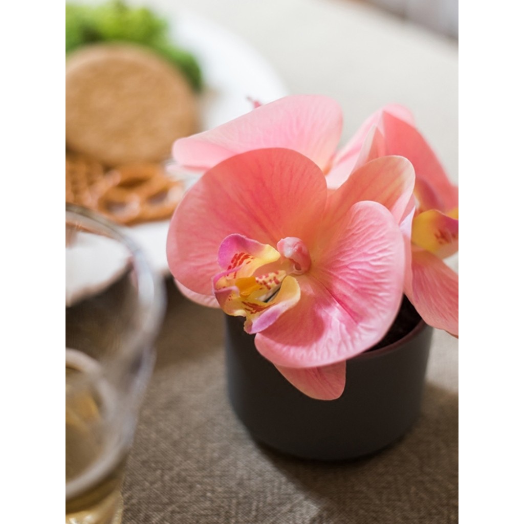 Juhan Mô Phỏng Phalaenopsis Chậu Cây Xanh Nhỏ Thực Vật Bionic Hoa Giả Để Bàn Hoa Cây Cảnh Trang Trí 