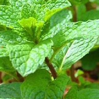 Hạt giống Húng bạc hà (Húng lủi) – 0.1Gram