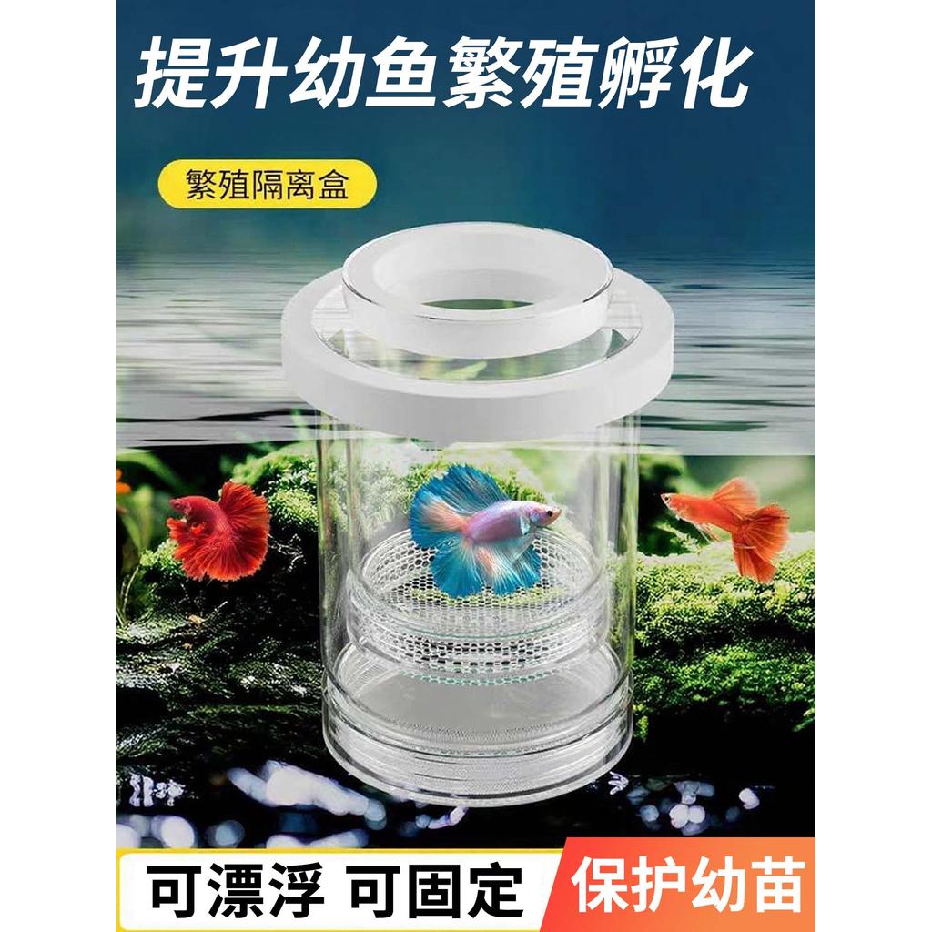 Guppy Bể Cá Hộp ấp giống Hộp cách ly Guppy Zebra Nữ Cá Guppy Phòng giao hàng Bể cá nhỏ Phòng mọc tóc