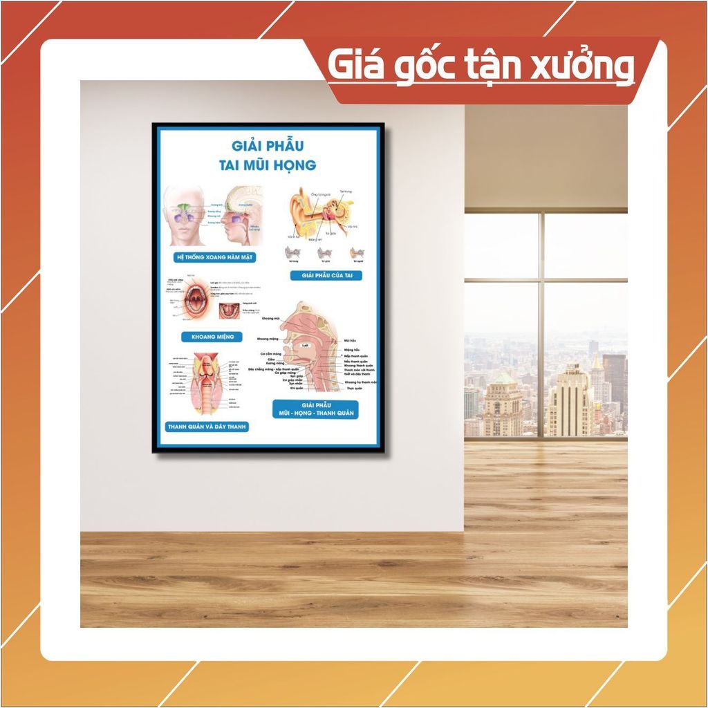 (Decal Dán) Tranh Giải phẫu Tai Mũi Họng Trong Y Khoa, Tranh Atlas Rõ Đẹp