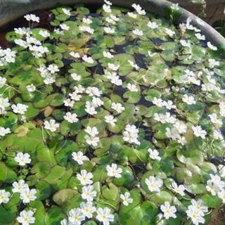 Combo 6 lá hoa thuỷ nữ - nhất diệp liên tran trí bể thuỷ sinh