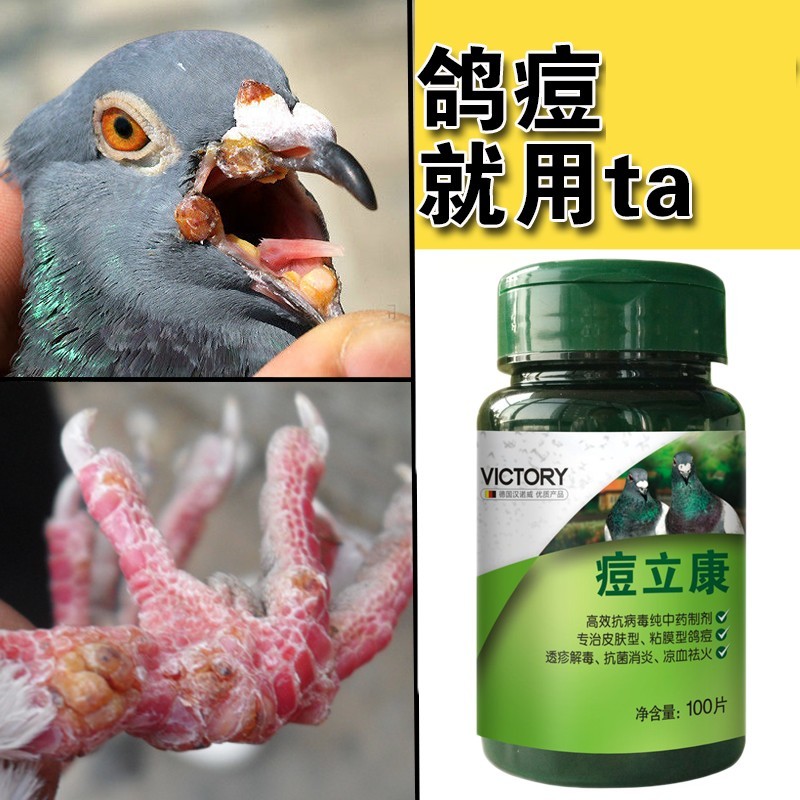 Hannover Pigeon Pox Likang 100 Viên Racing Pige ❈ ❈ ❈ ❈ ❈ ❈ ❈ ❈ 100 ❈ ❈ ❈ ❈ ❈ ❈ ❈ ❈ ❈ ❈ ❈ ❈ ❈ ❈ ❈ ❈ 