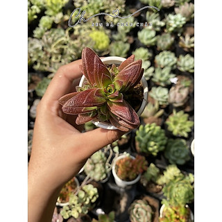 Sen đá Tứ phương đỏ lá nhám 5cm
