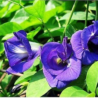 Hạt Giống Hoa Đậu Biếc Gói 1gr