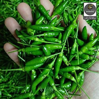 Hạt giống ớt xiêm - Shop hạt giống Tạ Gia Trang