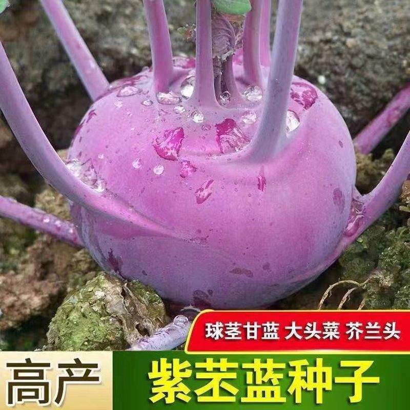 Tím Cynthia Hạt Xanh Tím Trái Cây Tím Cynthia Ngọt Ngào Giòn Xuân Thu Cynthia Bốn Mùa Trồng Rau