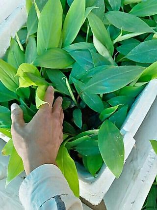 COMBO 3 CÂY CHUỐI ĐỎ đakca