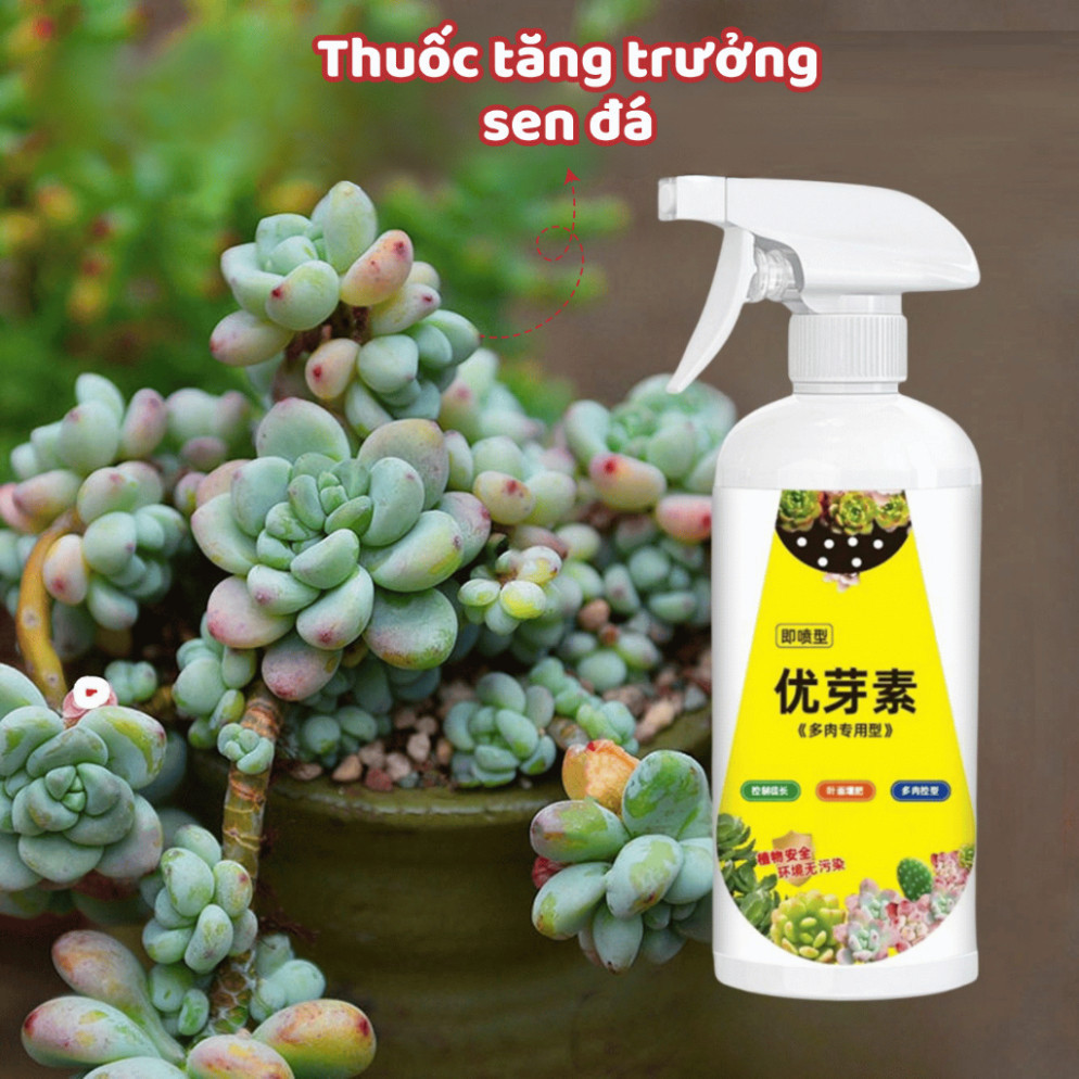 Kích Nảy Mầm Sen Đá Xịt Kích Mầm Chồi Giúp Sen Đá Mập Mạp Kích Thích Ra Rễ Chiết Tách Cành 300ml