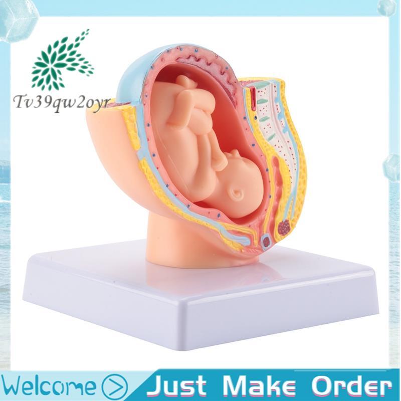 Con người Mang thai Phát triển thai nhi Tháng 9 Mô hình vùng chậu phôi thai Fetus Foetus Giải phẫu b