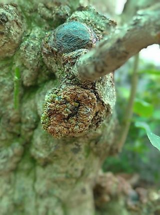 Keo liền sẹo da cây