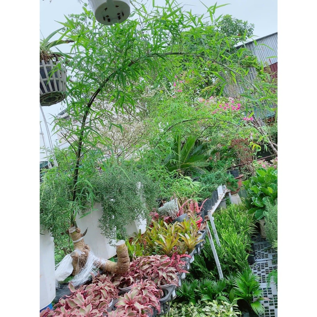 Cây Tre Bonsai Tạo Dáng Nghệ Thuật (Hàng Đẹp Hình Thật)