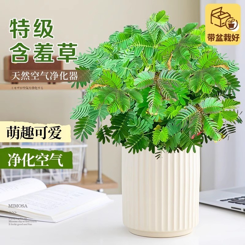 Mimosa Chậu Hoa Trong Nhà Phòng Khách Để Bàn Mimosa Mẫu Giáo Trẻ Em Vui Vẻ Dễ Thương Cây Xanh Nhỏ