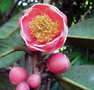 Trà Hoa Đỏ