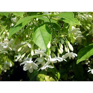 Cây Mai chiếu thủy nguyên chậu sẵn hoa, trang trí vườn