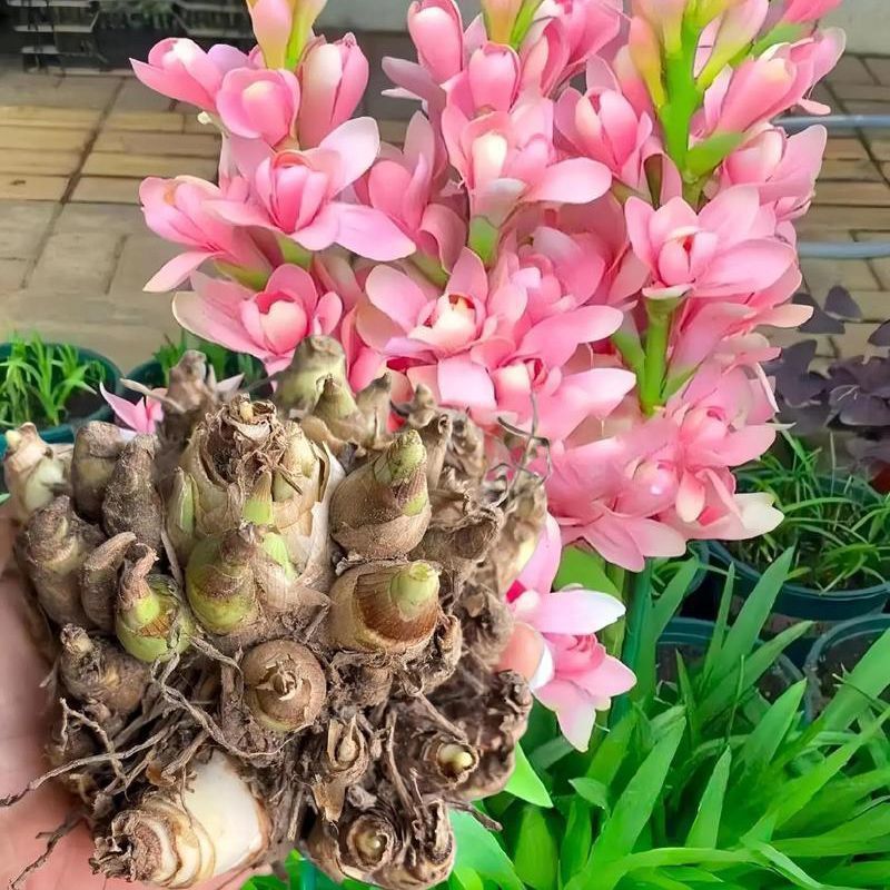 Hàng sẵn có Vận chuyển nhanh Ball Tuberose Ball Double-Petaled White Year-old Birth Root Courtyard C