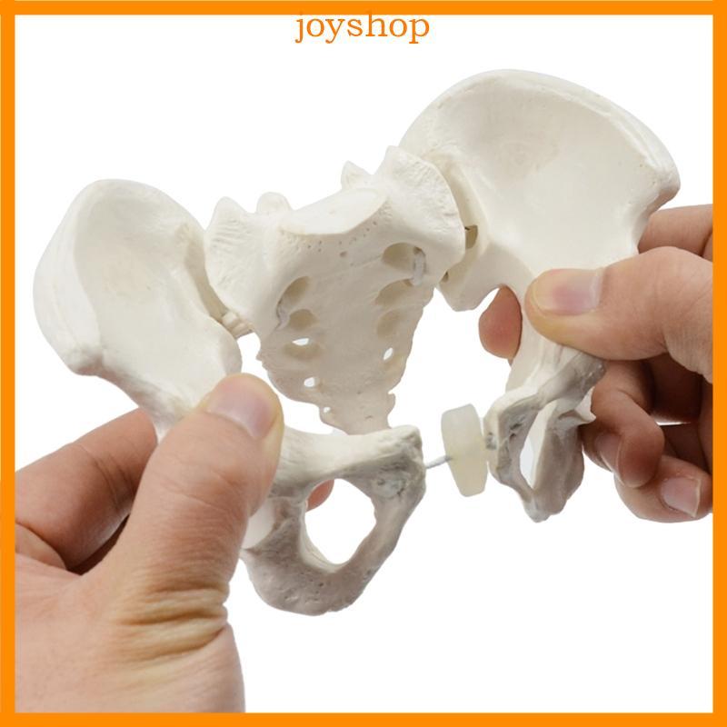 JOY Mini Nữ Pelvis Mô Hình Nữ Pelvic Con Người Mô Hình Y Tế Dạy Mô Hình