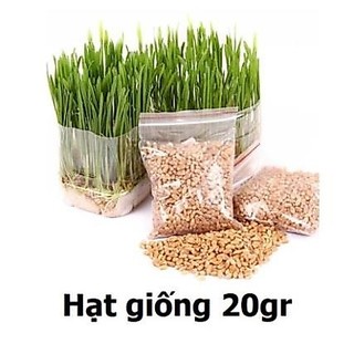 Hạt giống cỏ mèo cao cấp 100gr