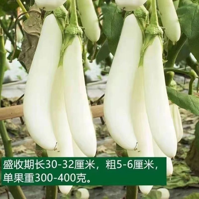 Bán chạy Lô hàng nhanh [Hạt cà tím trắng] Hạt cà tím dài màu trắng Ngọc trắng Cà tím dài Hạt cà tím 