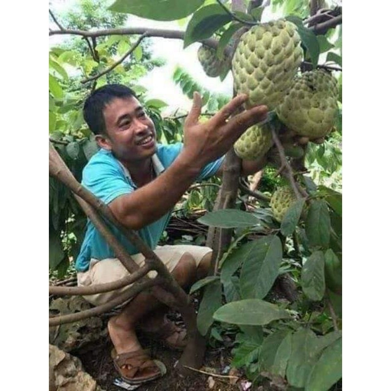 Combo 5 cây na thái khổng lồ ít hạt  (siêu trái)