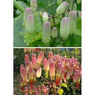 Combo 2 cây giống  hoa lá bỏng.