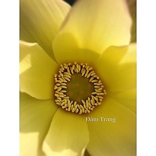 Củ sen vàng Golden Monkey