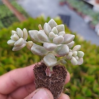 Sen đá Kim Tuyến (Mini Size) - 1 cây
