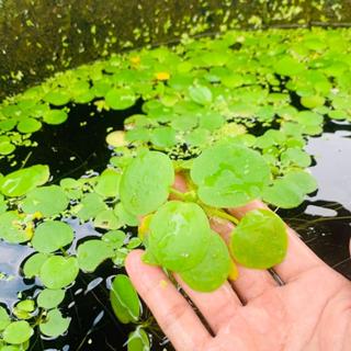 10 nhánh bèo nhật chơi thuỷ sinh