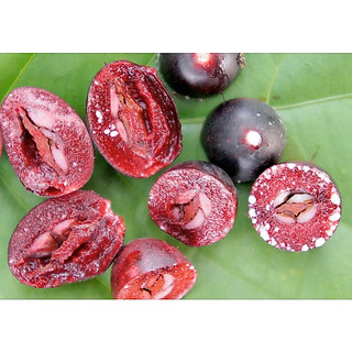 CÂY GIỐNG SI RÔ SIÊU TRÁI