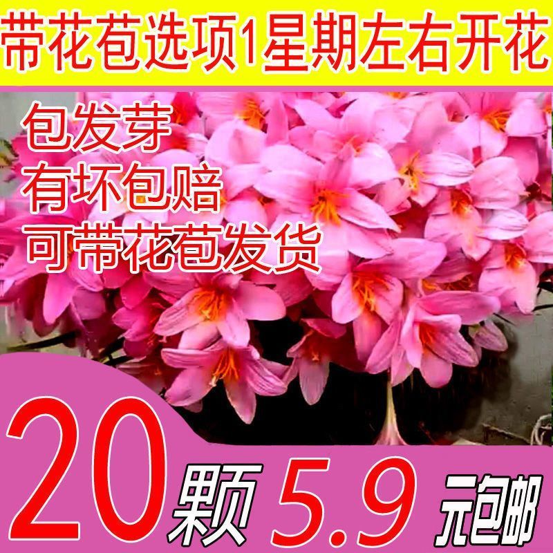 Fengyu Orchid Leek Orchid Leek Lotus Leek Orchid Fat Lili Chậu Cây Courtyard Làm vườn Xanh Vân Nam T