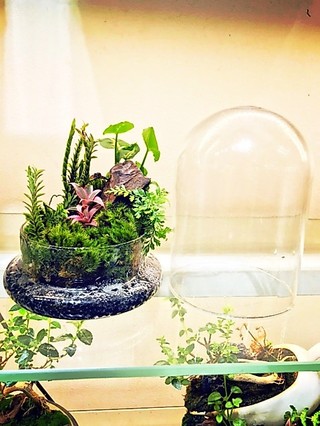 Đế chụp thủy tinh, đế chup gỗ set terarium, tiểu cảnh hoa khô