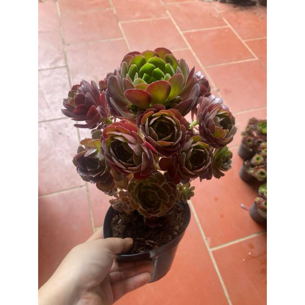 Sen Đá Nữ Vương , Sen Đá Aeo ( cây khoẻ đẹp )