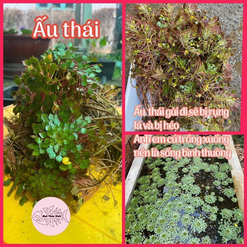 Ấu thái trồng thuỷ sinh - ấu này vận chuyển sẽ rụng lá, anh em về cấm thân nó xuống nền là sống