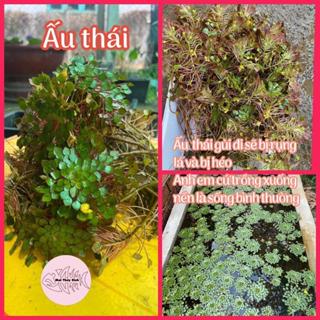 Ấu thái trồng thuỷ sinh - ấu này vận chuyển sẽ rụng lá, anh em về cấm thân nó xuống nền là sống