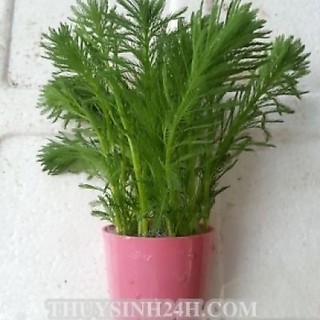 Combo 8 loại cây thuỷ sinh