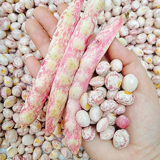 500gr ĐẬU CÚC ĐÀ LẠT