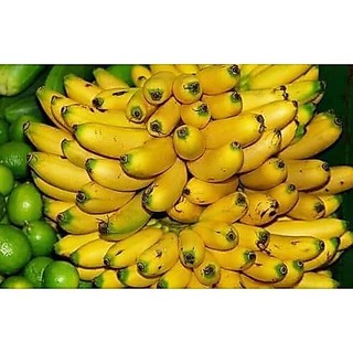 Cây giống chuối cau (cho trái siêu sớm)