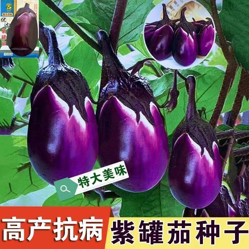 Cà tím địa phương Cực lớn Tím Cà tím Thịt bò Trái tim Cà tím Đen có thể Cà tím Bốn mùa gieo hạt giốn