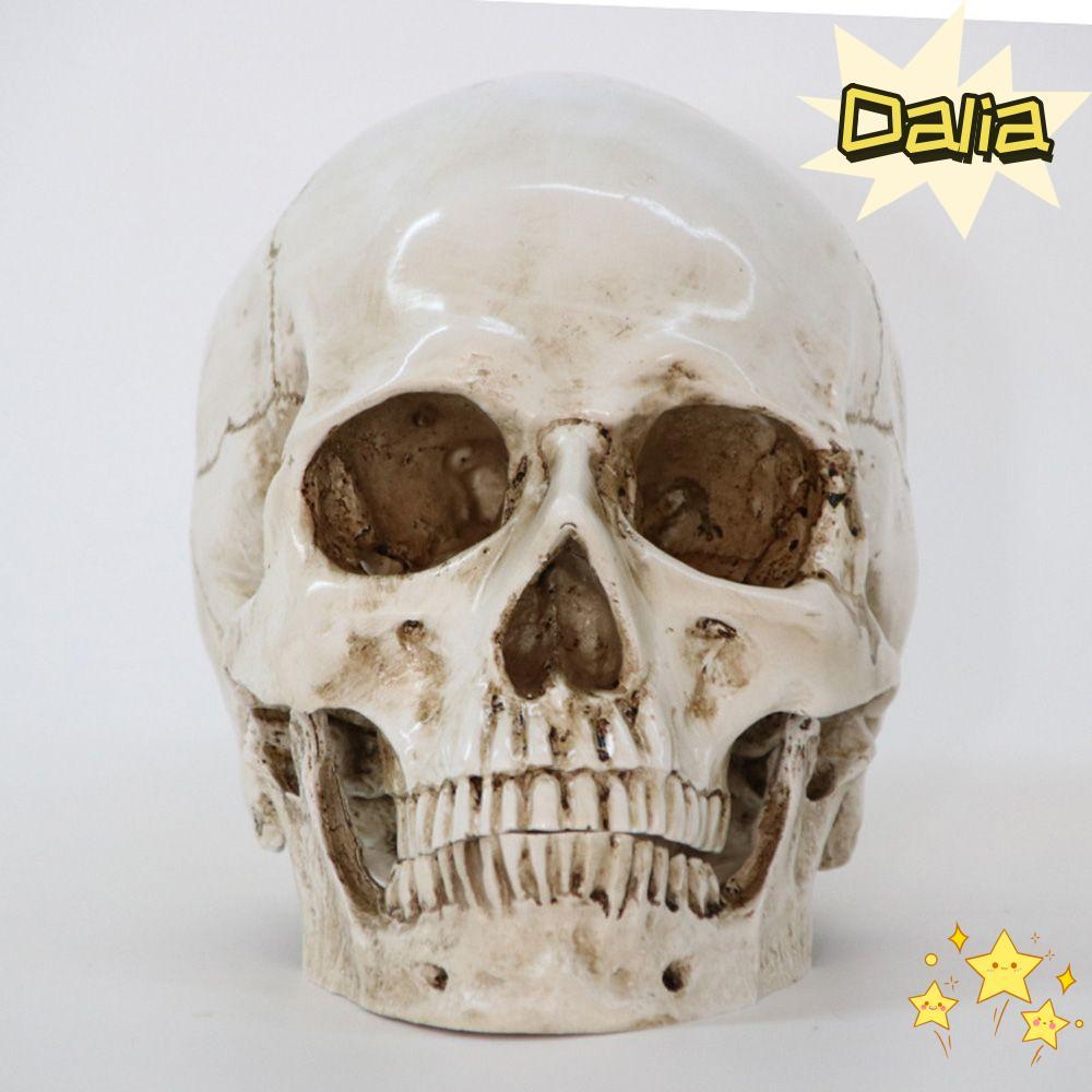 DALIA Skull Model DIY Giải phẫu răng Halloween