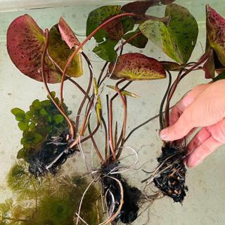 Củ sún.g tiger hoa vàng trồng hồ thuỷ sinh