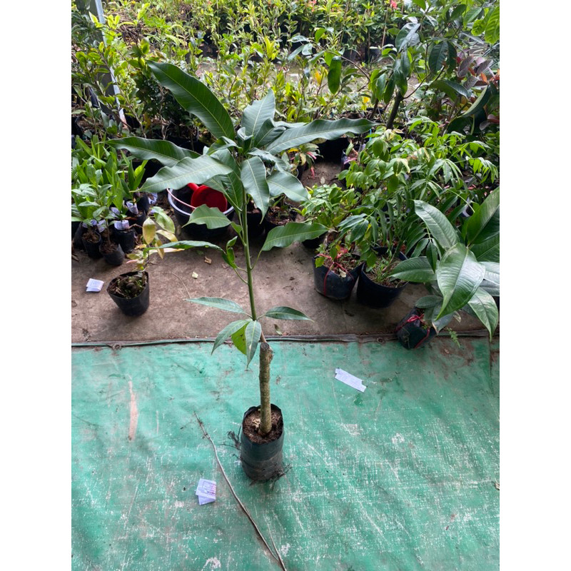 tree- Xoài Thái ( cây giống xoài thái cao 60-70cm ) -vườn xanh 6.0