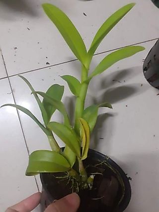 Hoa lan denro đột biến 3 lưỡi đỏ