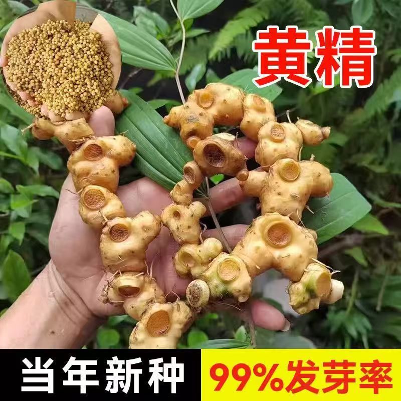Hạt Tinh Chất Vàng Nguyên Liệu Thảo Dược Hạt Tinh Chất Vàng Đầu Gà Tinh Chất Vàng Hoa Hổ Nghệ Gà Paw