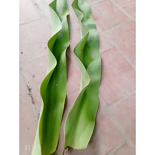 lá cây đại tướng quân (lá láng)chỉ giao miền bắc