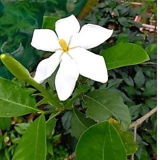 cây chi tử ( dành dành 6 cánh) 2cây