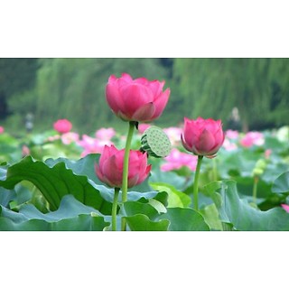 Hạt Giống Hoa Sen Ta (Sen Hồng Việt Nam) combo 10-50 hạt