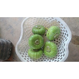 cây giống vả siêu sớm (cây giống eakamart )