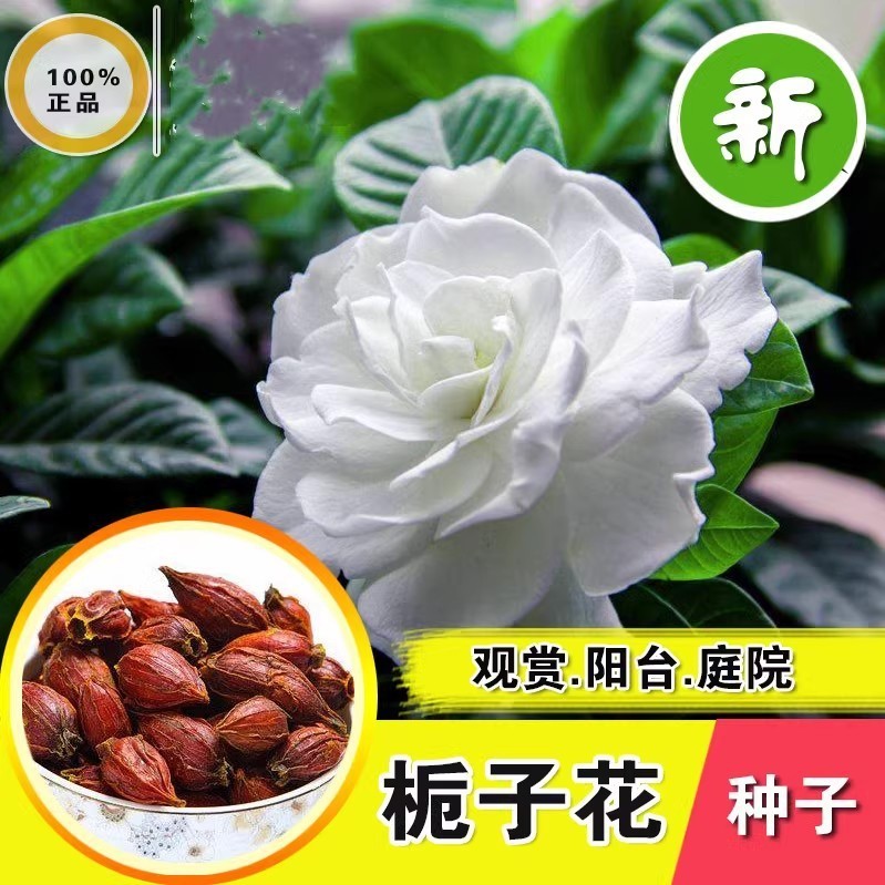 Hàng sẵn có Vận chuyển nhanh Hạt giống Gardenia số lượng lớn Hạt giống Gardenia màu vàng chất lượng 