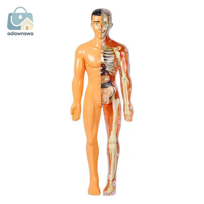 ADAWA 3D Human Skeleton Organ Anatomy Bộ mô hình khoa học Bộ mô hình giáo dục cơ thể trẻ em Mô hình 