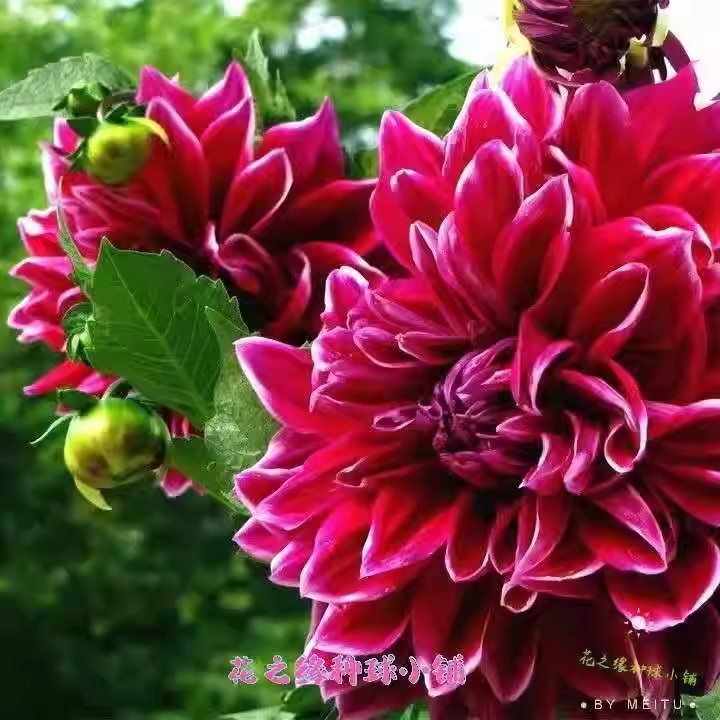 Hạt Giống Lớn Giảm Giá Trồng Khoai Tây Ngọt Hoa Tập Dahlia Bóng Rễ Hoa Cúc Bóng Hoa Dahlia Khoai Lan