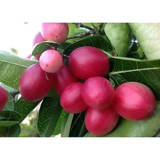 Chậu cây giống si ro ( cây siro cao 40 - 50cm )